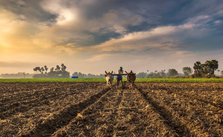 An Indian farmer plowing with bullocks and wooden plough.